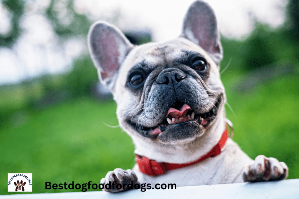 how long does it take to train a french bulldog
