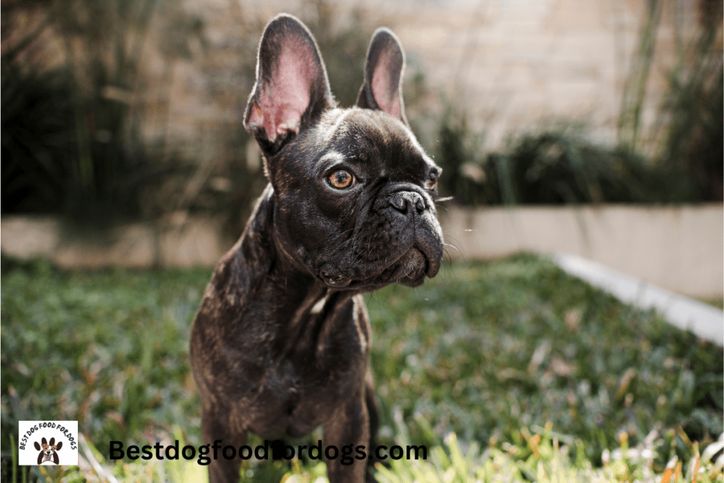 why are french bulldogs so expensive in australia