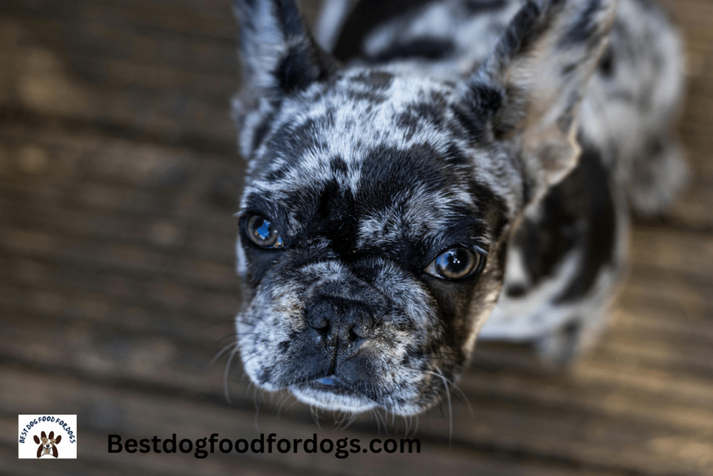 what is the lifespan of a french bulldog