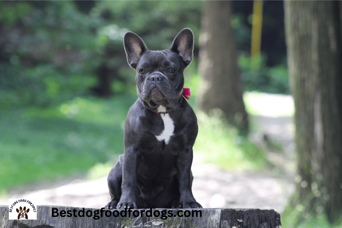 what is ivdd in french bulldogs