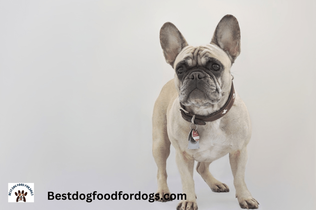 how much to feed a puppy french bulldog