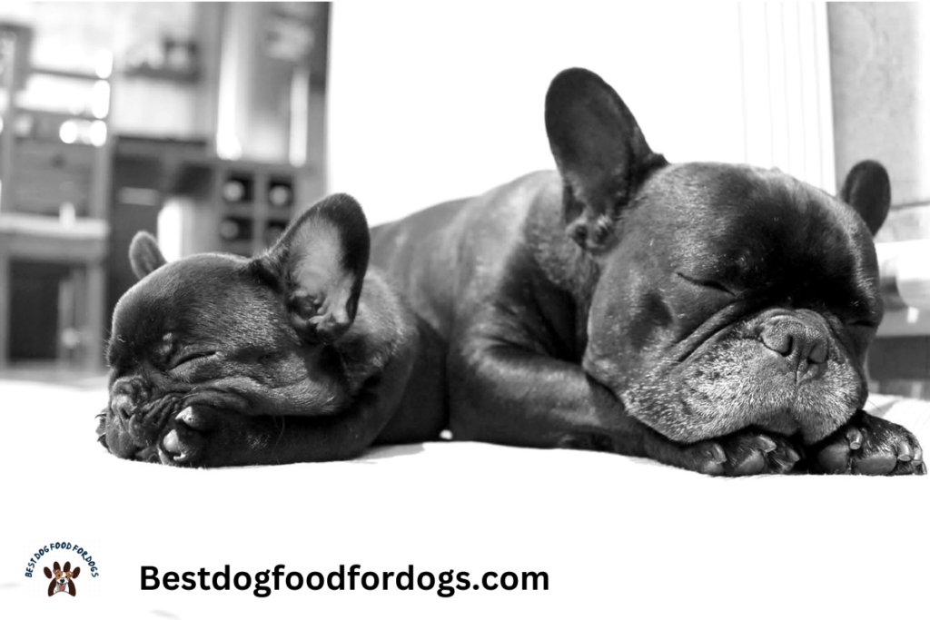 how to take care of newborn french bulldog puppies