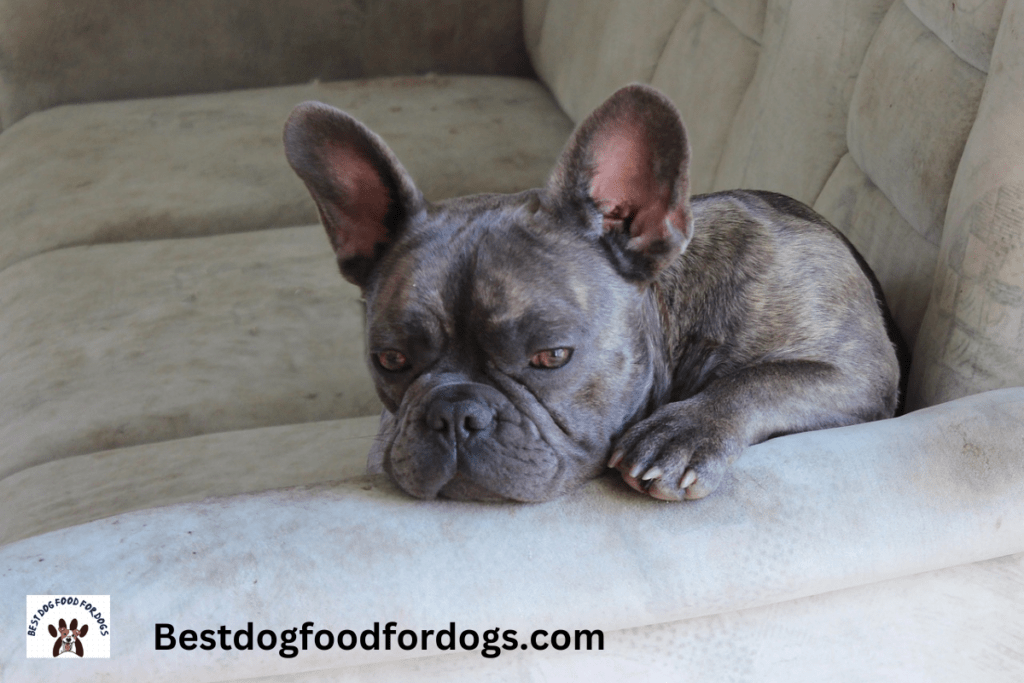 how to prevent ivdd in french bulldogs