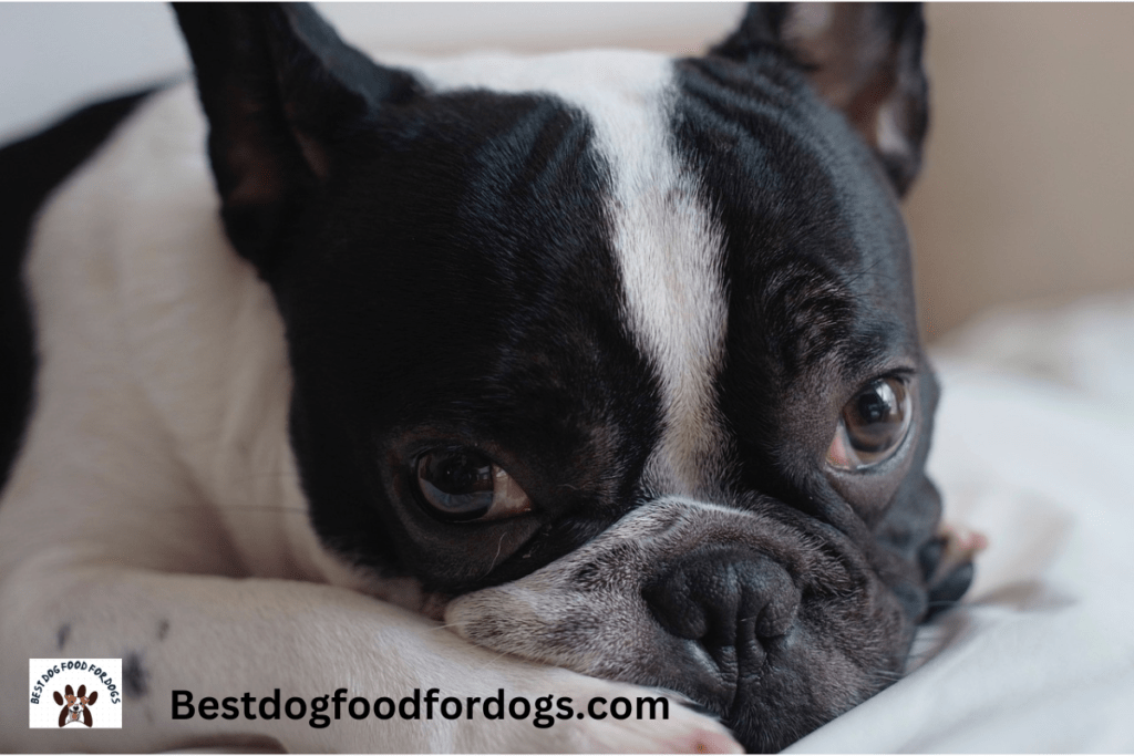 how many times can you breed a french bulldog