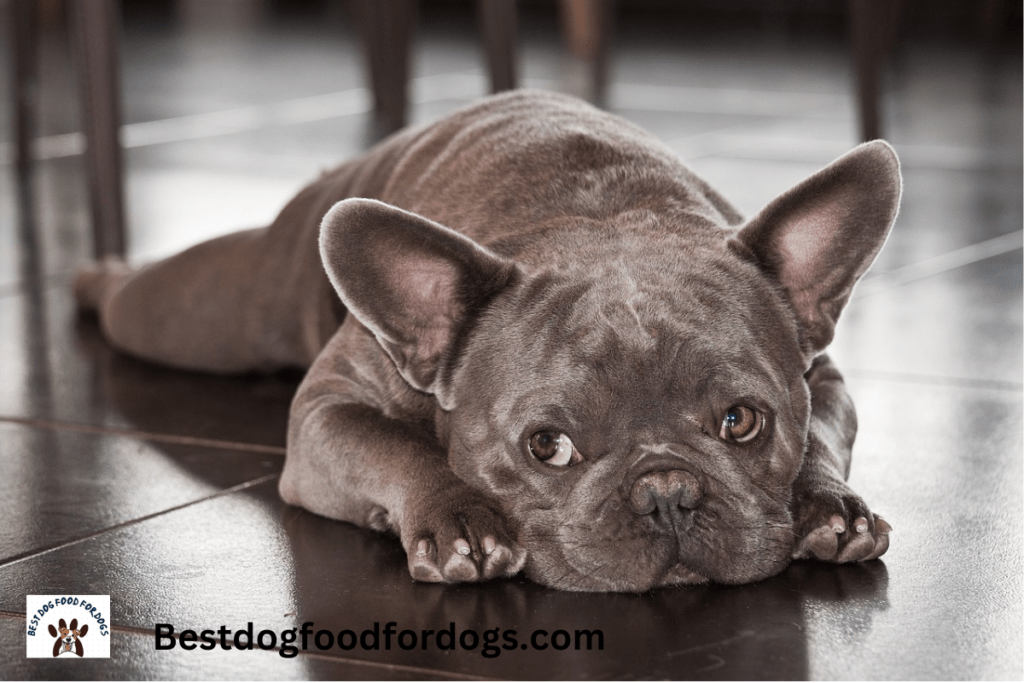 do french bulldogs drool