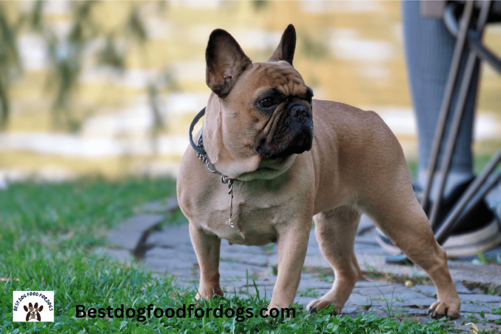 when does french bulldogs ears stand up