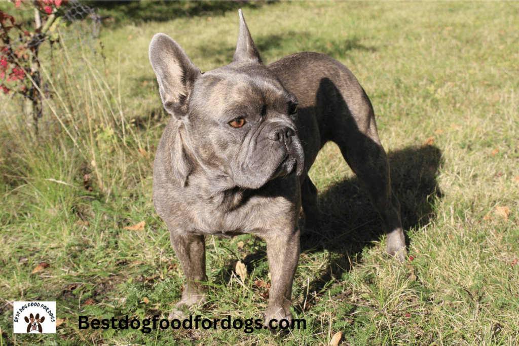 when does a french bulldog stop growing