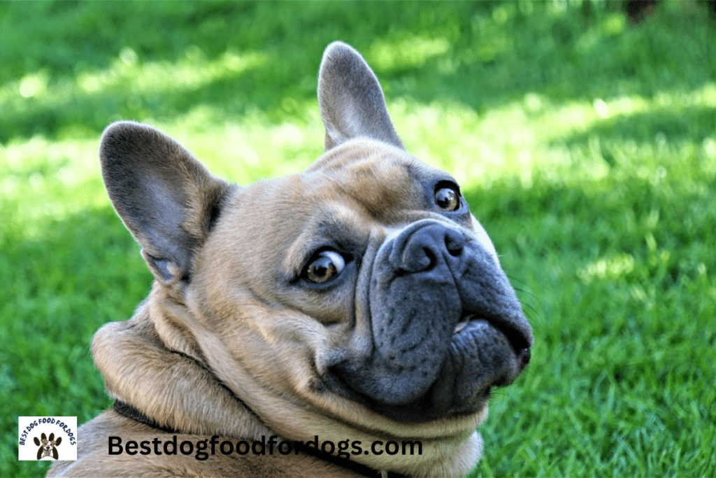 can french bulldogs eat carrots