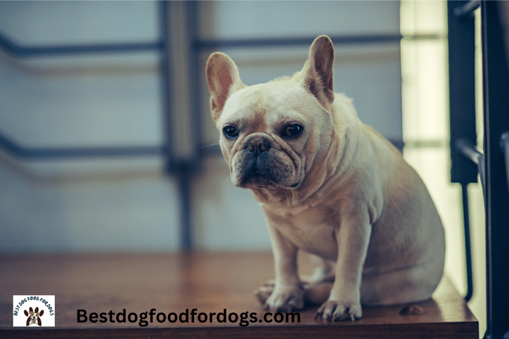 can french bulldogs have strawberries
