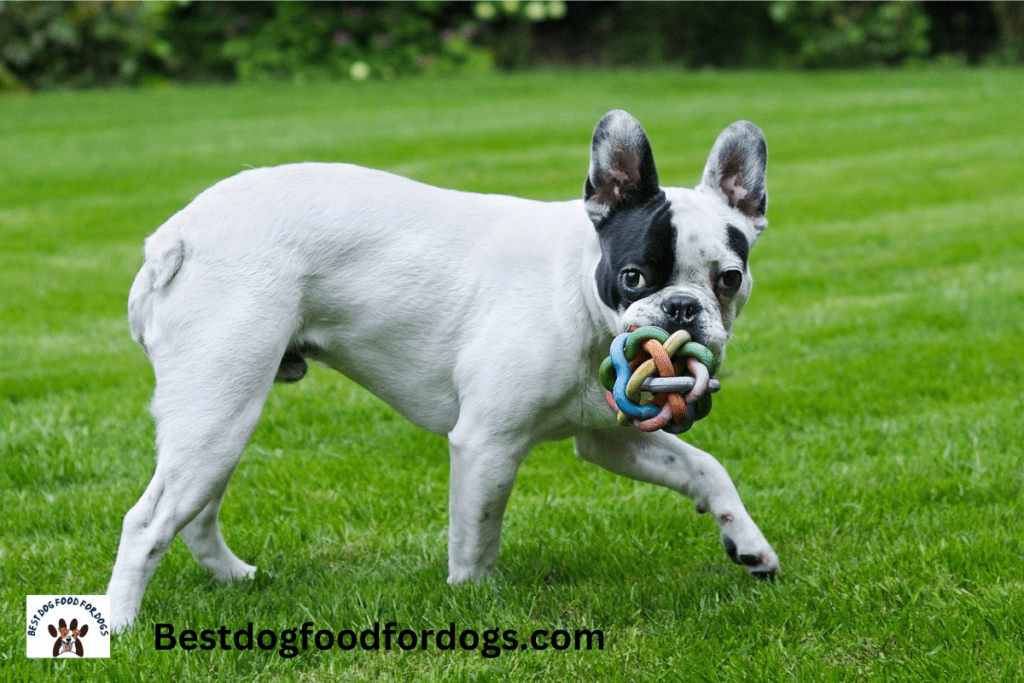 do french bulldogs drink a lot of water
